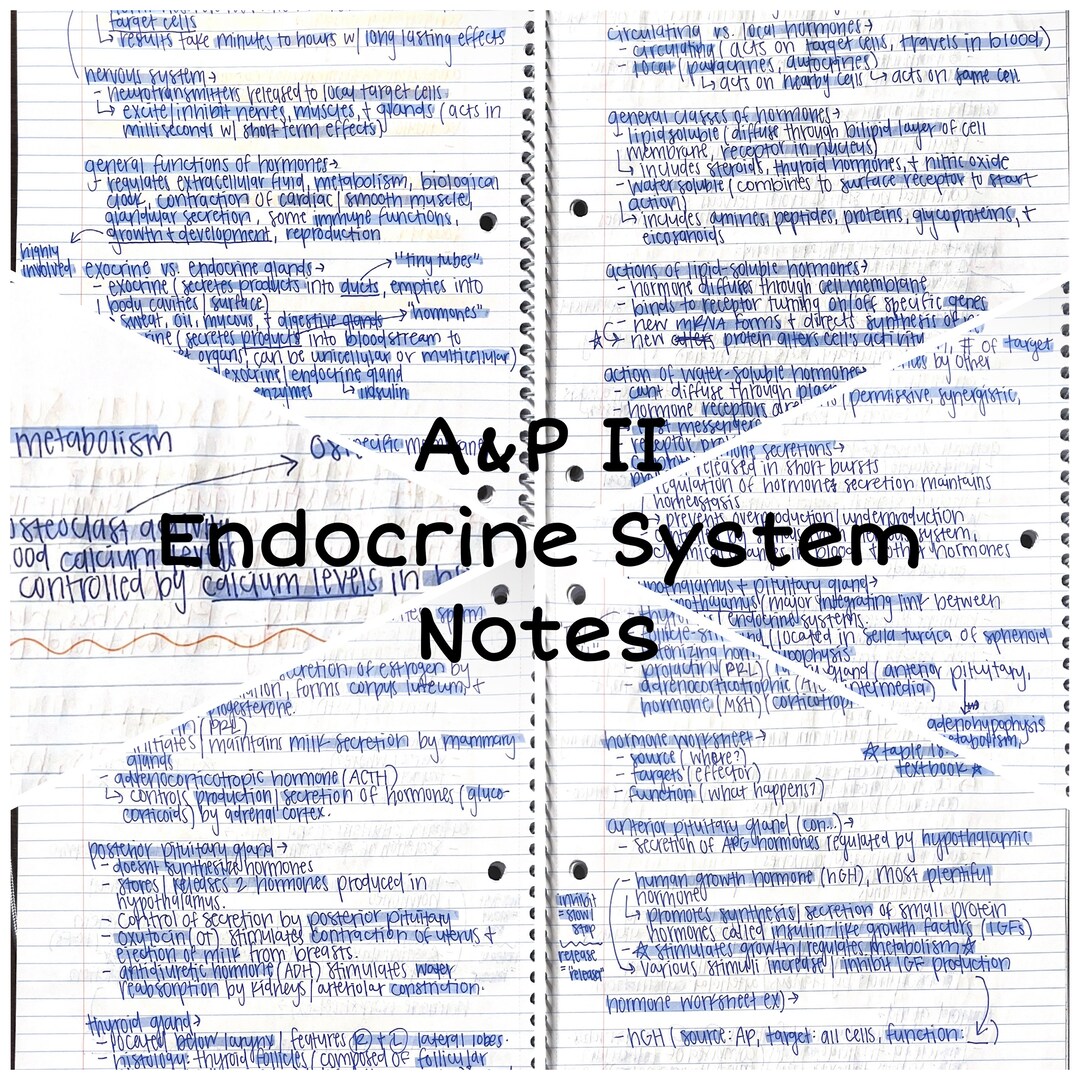 A&amp;P II: Endocrine System Notes - Etsy