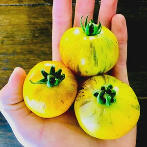 Tomatensamen-Hauptfarben