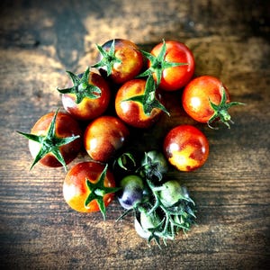 Tomato Seeds- Dancing With Smurfs