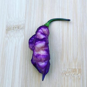 Pepper Seeds-Purple Dream