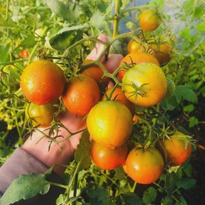 Tomato Seeds-Rebel Alliance