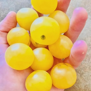 Tomato Seeds-Snow White Cherry
