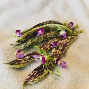 Bean Seeds-Dragons Tongue