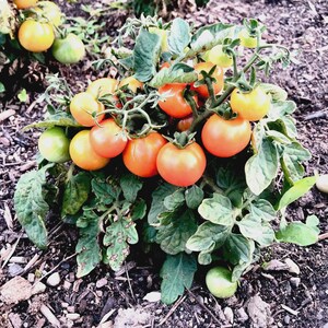 Tomatensamen-Tiny Tim