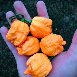 Pepper Seeds-7 Pot Skin Peach
