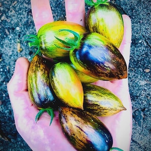 Tomato Seeds-Brad&#39;s Atomic Grape
