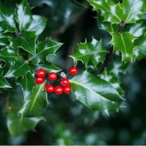 May include: Close-up of a holly branch with glossy, dark green leaves and bright red berries. The leaves have a spiky, serrated edge. The berries are clustered together, creating a festive, seasonal image.