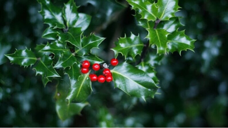 May include: Close-up of a holly branch with glossy, dark green leaves and bright red berries. The leaves have a spiky, serrated edge. The berries are clustered together, creating a festive, seasonal image.