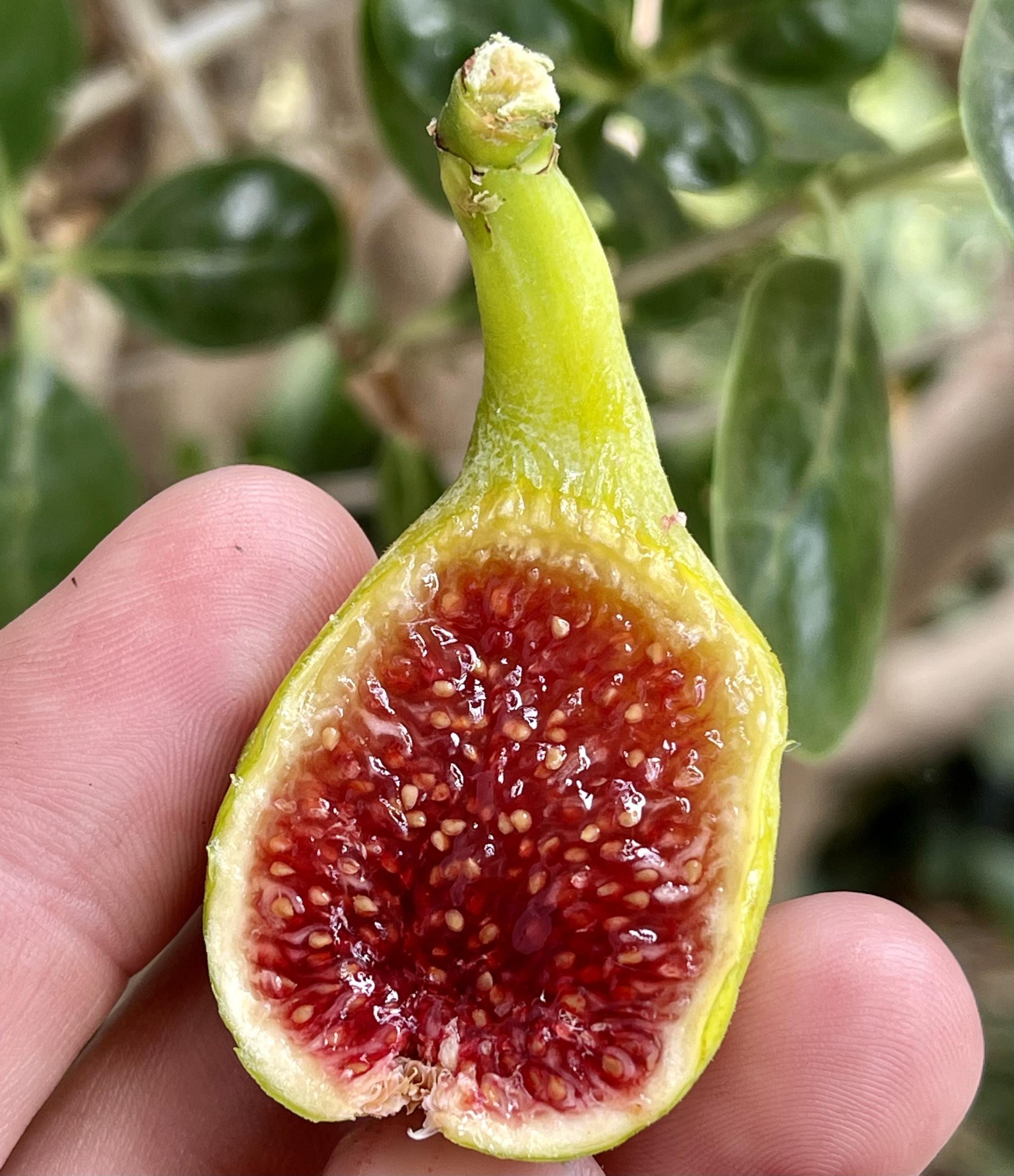 Green Michurinska Fig Cutting - Early Ripening - Etsy