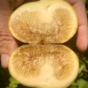 May include: A fresh fig cut in half, revealing a pale yellow and translucent interior with a fibrous, radiating texture. The fruit displays a soft, fleshy pulp and a light green outer skin, showcasing the intricate internal structure of the fruit.