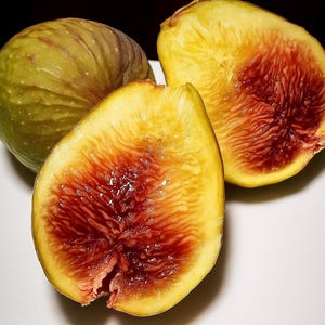 Longue d’Aout Fig Cutting (non-dormant semi lignified)