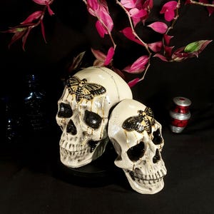 Death&#39;s Head Moth Skull