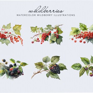 Op de afbeelding: Waterverf illustraties van rode bessen en bramen op takken met groene bladeren. De titel "wildberries" en "WATERCOLOR WILDBERRY ILLUSTRATIONS" zijn geschreven in zwarte cursieve tekst.
