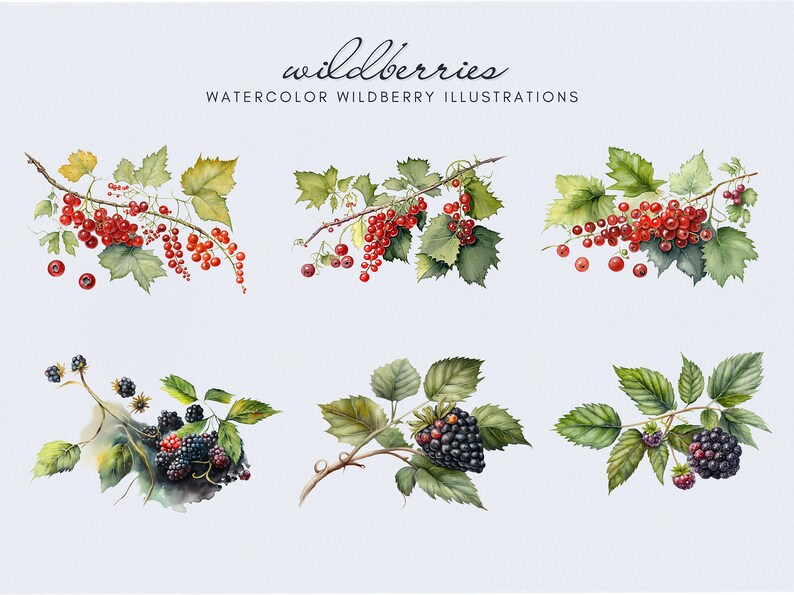 Op de afbeelding: Waterverf illustraties van rode bessen en bramen op takken met groene bladeren. De titel "wildberries" en "WATERCOLOR WILDBERRY ILLUSTRATIONS" zijn geschreven in zwarte cursieve tekst.