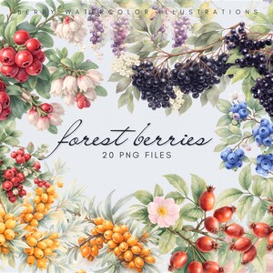 Aquarel bosbessen clipart – Wilde bessen PNG-bundel, botanische bessenillustraties, bosbessenkunst, natuurafbeeldingen