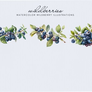 Op de afbeelding: Waterverf illustraties van drie takjes blauwe bessen met groene bladeren. De tekst "wildberries" en "WATERCOLOR WILDBERRY ILLUSTRATIONS" staat boven de takjes.