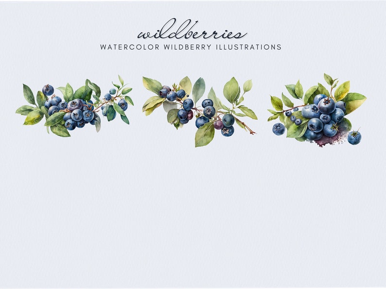 Op de afbeelding: Waterverf illustraties van drie takjes blauwe bessen met groene bladeren. De tekst "wildberries" en "WATERCOLOR WILDBERRY ILLUSTRATIONS" staat boven de takjes.