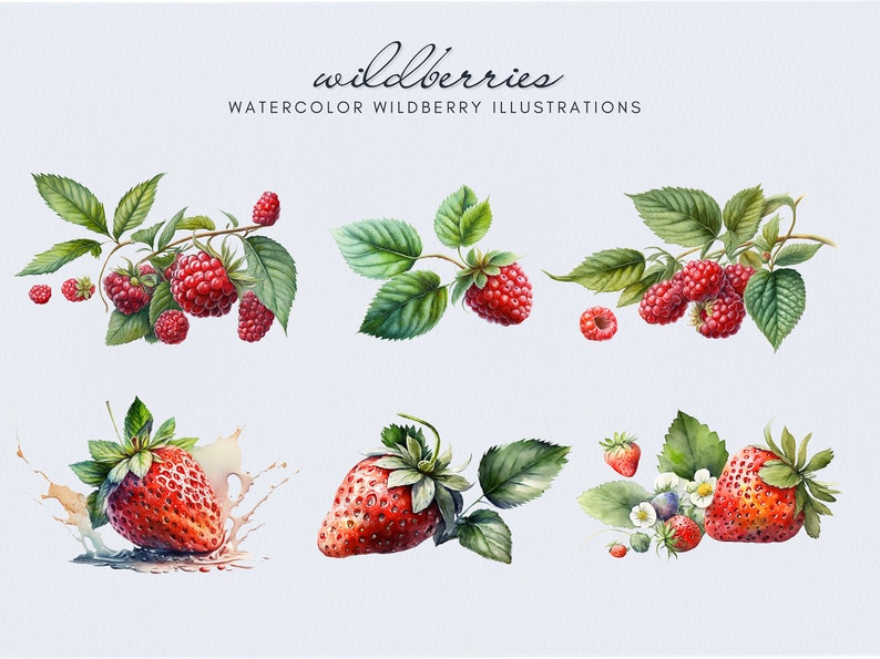 Op de afbeelding: Waterverf illustraties van wilde bessen, waaronder frambozen en aardbeien. De illustraties tonen de bessen aan takken met groene bladeren en sommige bessen worden getoond met een spattende water.