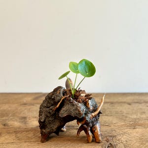 May include: A small green plant with round leaves growing in a rustic, brown, wooden planter. The planter is shaped like a small animal with legs and a curved back.