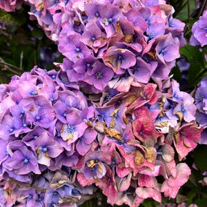 flowers picture art nature hills