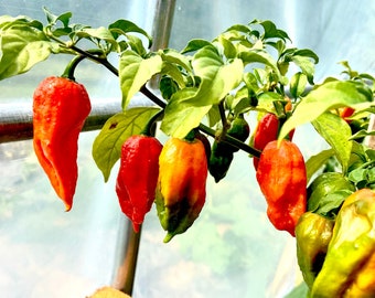 Ghost Pepper Heirloom Pepper Seeds (10+ Seeds)