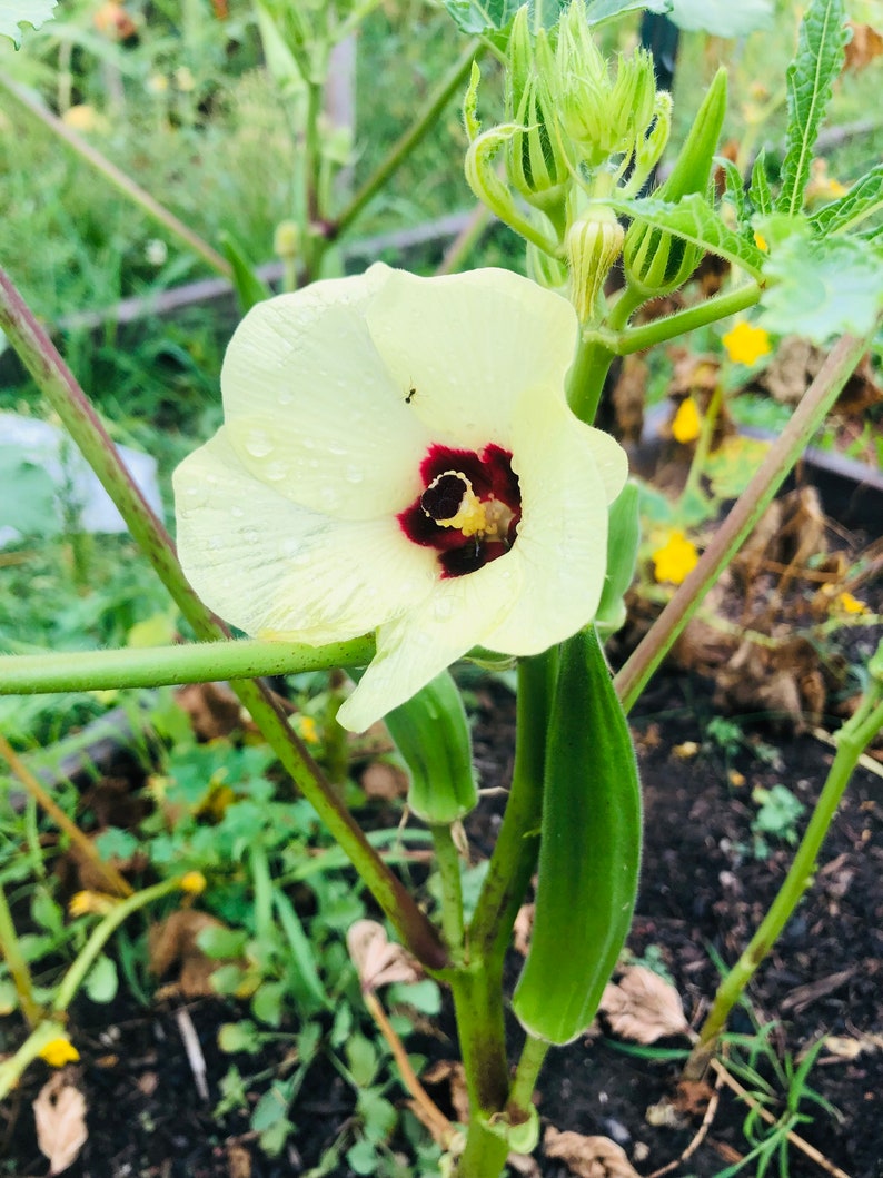 Heavy Hitter non GMO Heirloom Okra Seeds 10 Seeds Etsy