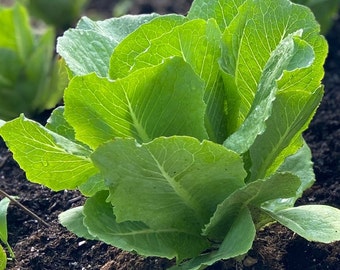 Paris White Cos Romaine Lettuce -Non GMO- Heirloom Seeds