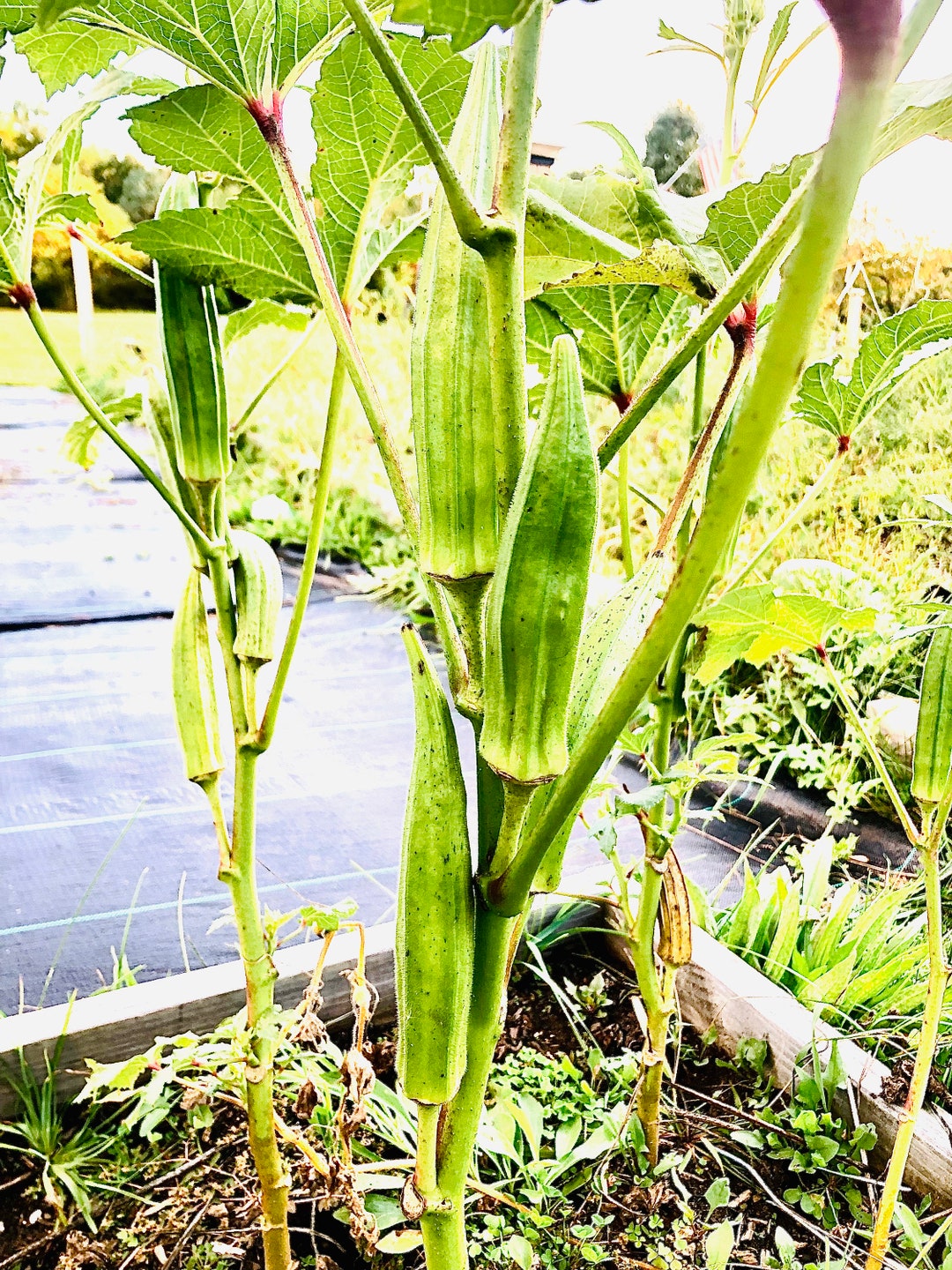 Heavy Hitter non GMO Heirloom Okra Seeds 10 Seeds Etsy