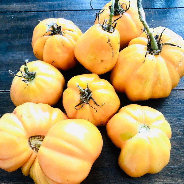 Yellow Accordion -Non GMO- Heirloom Tomato Seeds (10+ Seeds)