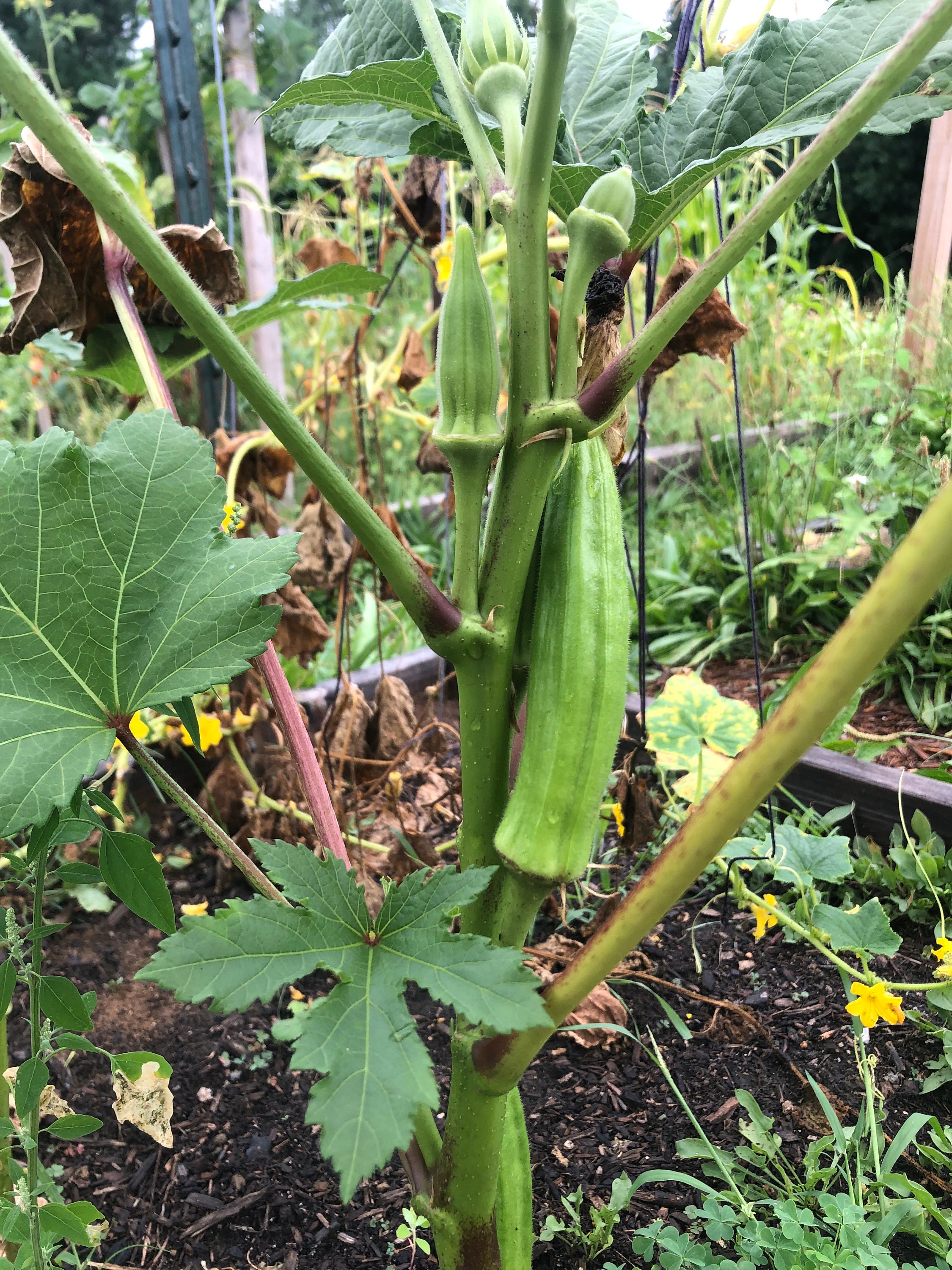 Heavy Hitter non GMO Heirloom Okra Seeds 10 Seeds Etsy