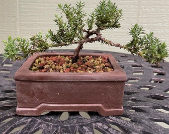 Juniper bonsai