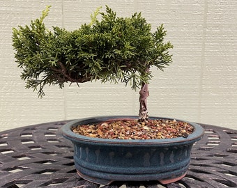 Bonsai juniper
