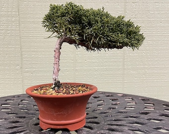 Bonsai juniper