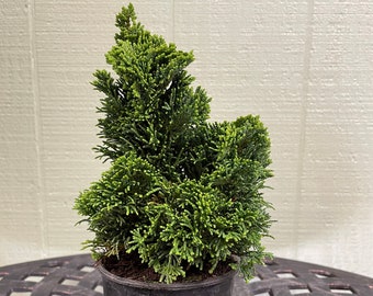 Chamaecyparis obtusa