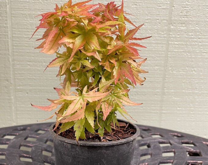 Mini Maple - Etsy
