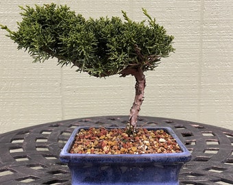 Bonsai juniper