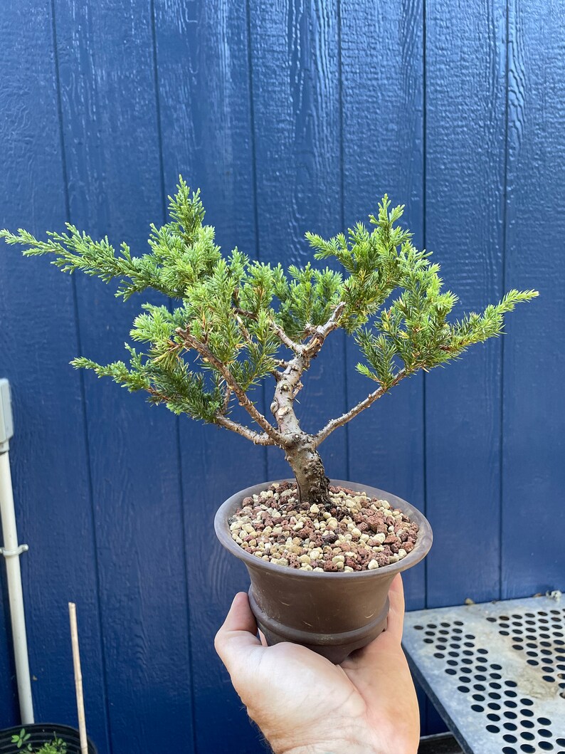 San Jose juniper bonsai image 1