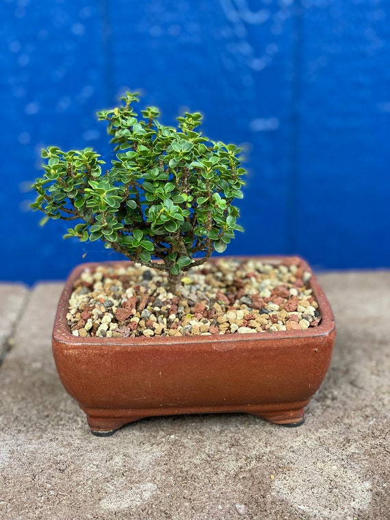 Bonsai Jersey Jewel Japanese Holly Etsy