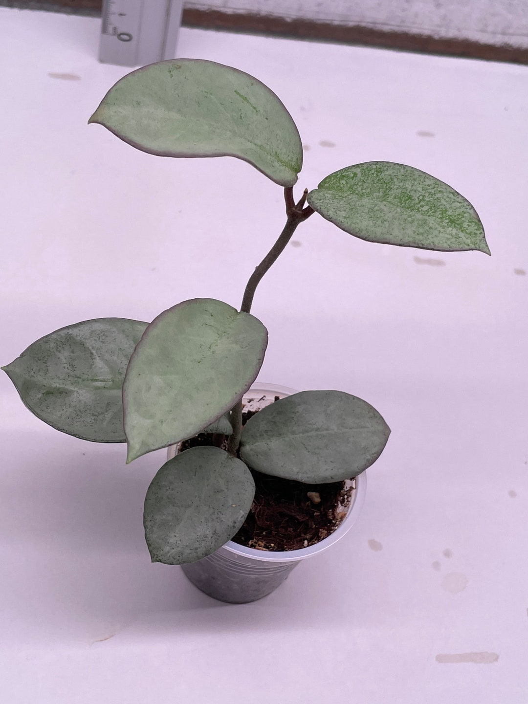 Hoya Carnosa Nova Ghost - Etsy UK