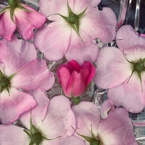 Wild Rose Flower Essence | 30ml, Vibrational Medicine, Flower Therapy