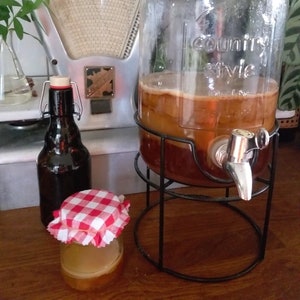 Scoby 10-20 gr diameter 5-7 cm / fresh kombucha mother / fresh image 1