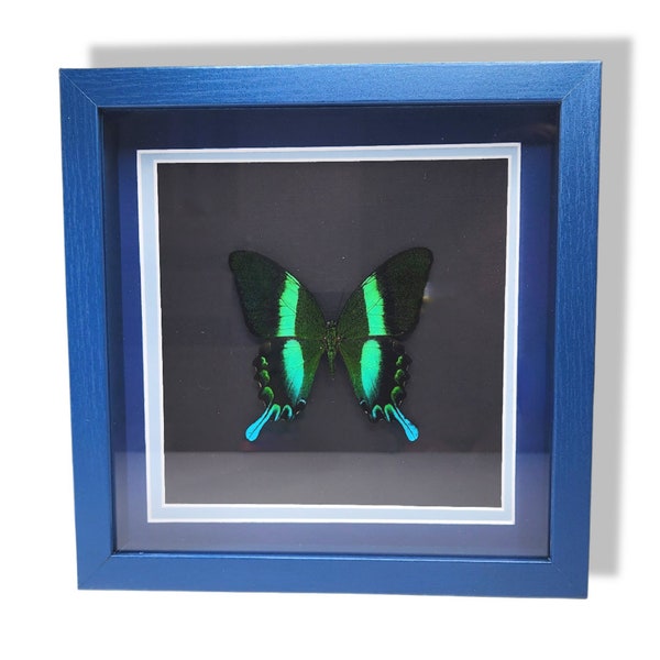 Real Framed Papilio blumei/Peacock butterfly