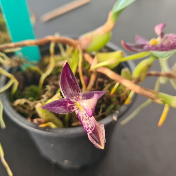 Bulbophyllum ecornutum