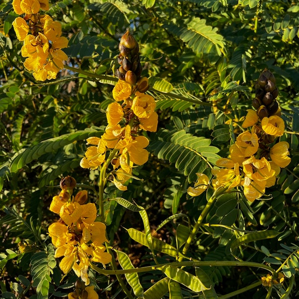 Popcorn Cassia Seeds