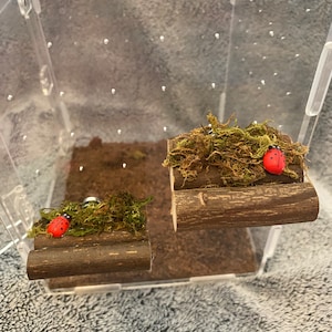 Jumping spider wooden natural ledges 2”