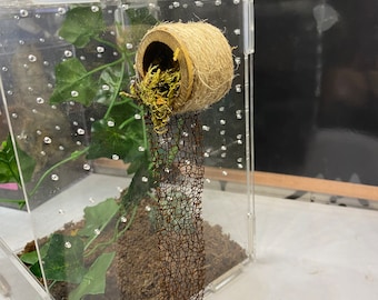Bamboo hide with real dried moss for jumping spiders