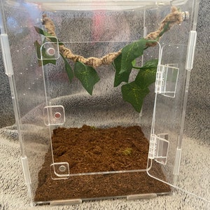 Magnetic braided rope with ivy jumping spiders/mantis for medium enclosure