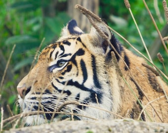Wildlife Photography Print, 10" x 8" mounted on white board; Tiger