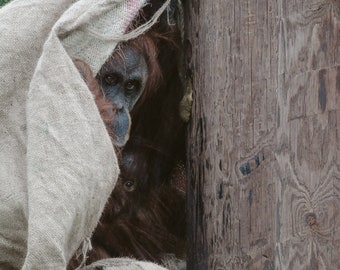 Wildlife Photography Print, 10" x 8" mounted on white board; Orangutang