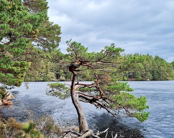 Landscape Photography Print, Forest theme, 10" x 8" mounted on white board; Cairngorm National Park